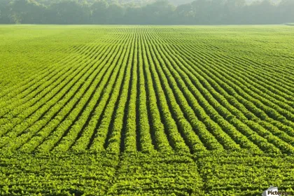 How Soybeans Explain the Futility of America First